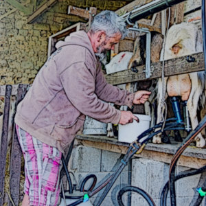 Traite des chèvres à la ferme Kerflaveur