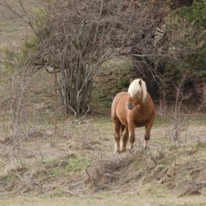 23 - Chevaux