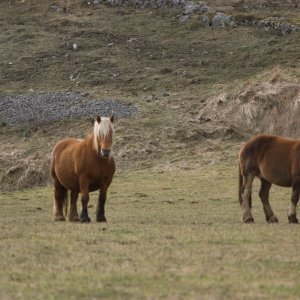 24 - Chevaux