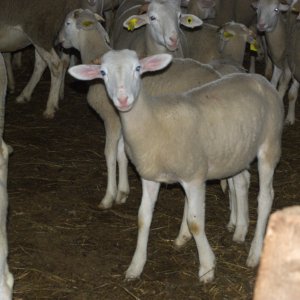 2 - Les moutons de Patrick