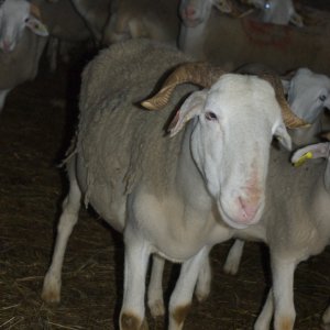 3 - Les moutons de Patrick