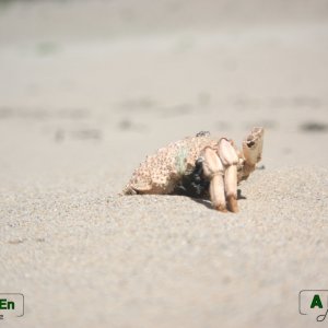 Araignée de mer