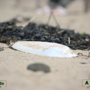 Os de seiche