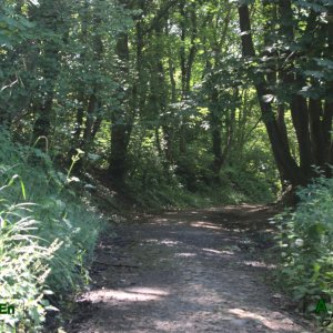 01 - Chemin forestier descendant la butte de Houlgate