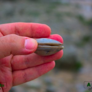 14 - Mollusque