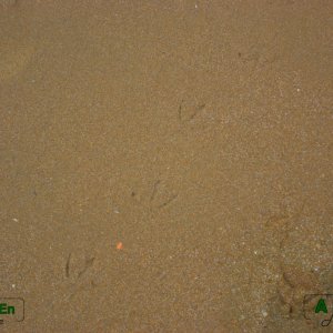 20 - Traces de dinoasuares