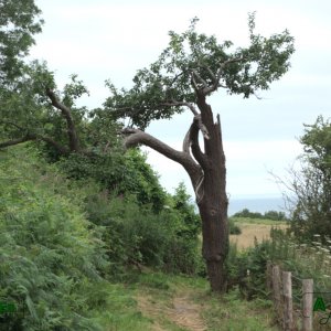 11 - Arbre