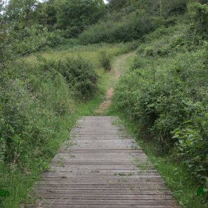 15 - Chemin de bois