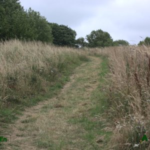 17 - Hautes herbes