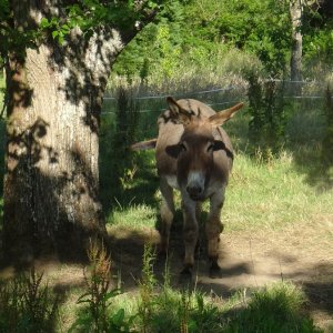 Camping à la ferme : mon ami l'âne