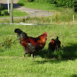 Camping à la ferme : Maurice le Coq