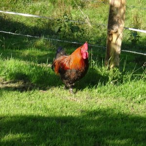 Camping à la ferme : Maurice le Coq 2