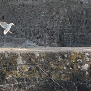Mouette en finale !