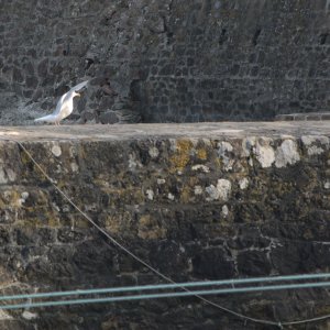 La mouette s'est posée