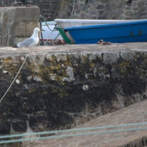 Encore une mouette !