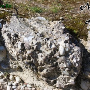 Les cailles (3)