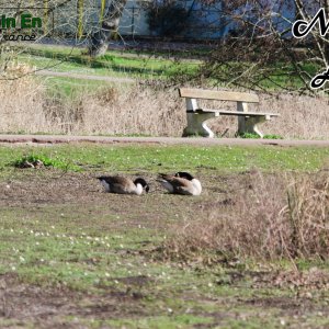 Étang de Saclas : les bernaches (3)