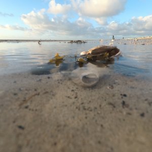 coquillage